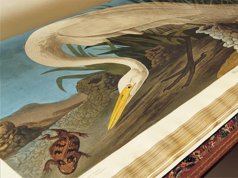 Top 10 cuốn sách đắt nhất thế giới có thể bạn chưa biết 13 “The Birds of America” của John James Audubon.