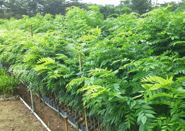 Cây sưa đỏ 19 Cây sưa đỏ 18