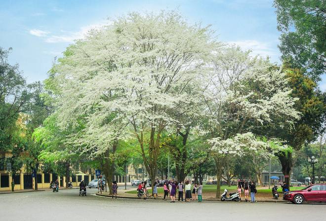 Cây sưa trắng và những công dụng của cây sưa trắng 4 Hình ảnh cây sưa trắng