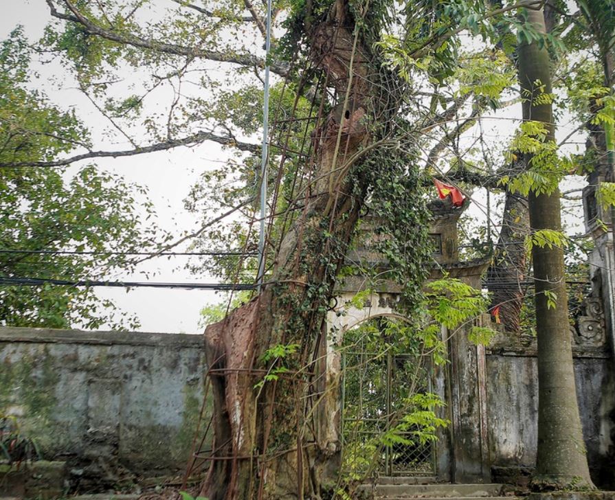 Cây sưa đỏ 20 Cây sưa đỏ 19