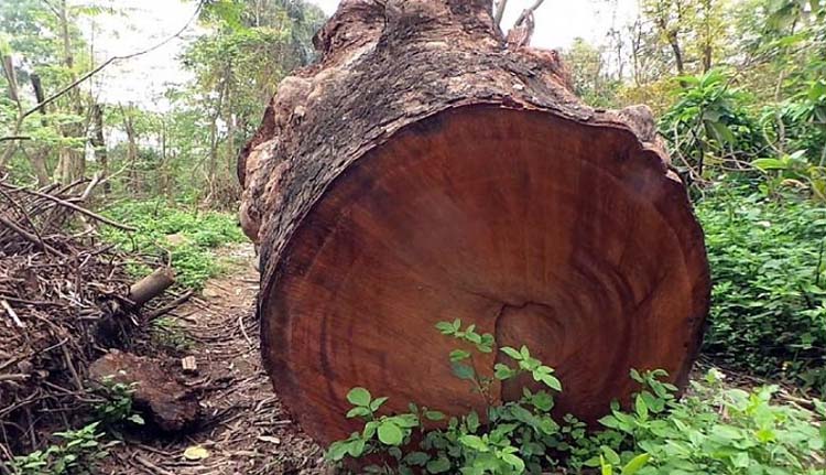 Cây óc chó và những đặc điểm của cây óc chó 8 Hình ảnh gỗ óc chó