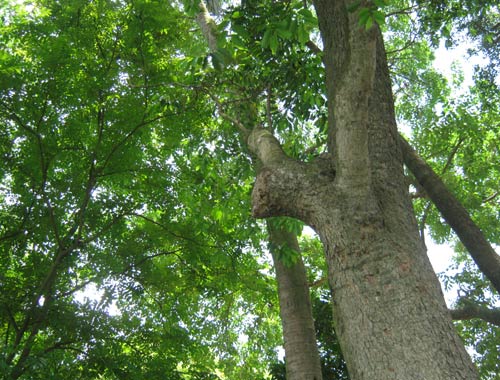 Cây gỗ Sưa - và các loại gỗ Sưa 5 Cây gỗ Sưa - và các loại gỗ Sưa 5