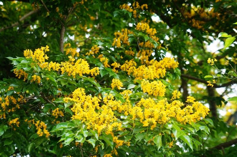 Cây sưa vàng - Đặc điểm cây sưa vàng 12 Hoa cây sưa vàng