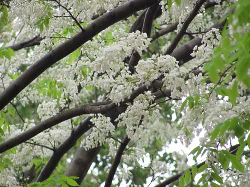 Cây sưa trắng và những công dụng của cây sưa trắng 5 Hoa của cây sưa trắng