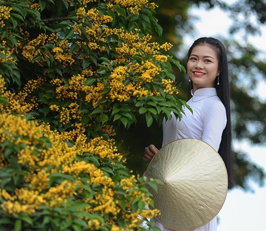 Cây sưa vàng - Đặc điểm cây sưa vàng 10 Sưa vàng