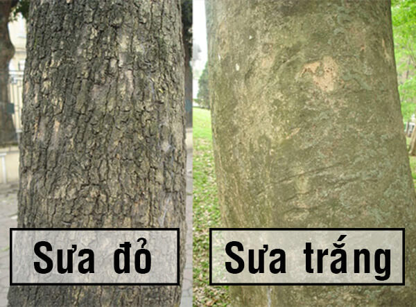 Cây gỗ Sưa - và các loại gỗ Sưa 6 Cây gỗ Sưa - và các loại gỗ Sưa 6