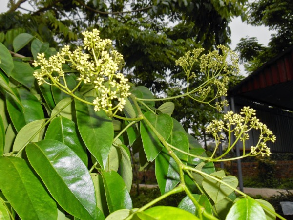 Cây sưa đỏ 14 Cây sưa đỏ 13