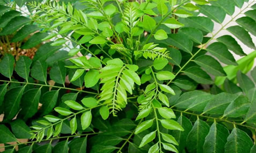 Cây sưa đỏ 13 Cây sưa đỏ 12