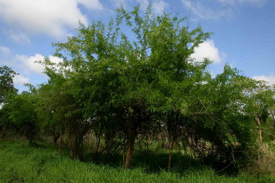 Gỗ đen Châu Phi và các đặc tính của Gỗ đen Châu Phi 17 Cây gỗ đen Châu Phi được tìm thấy ở các khu vực có khí hậu khô hạn của châu Phi.