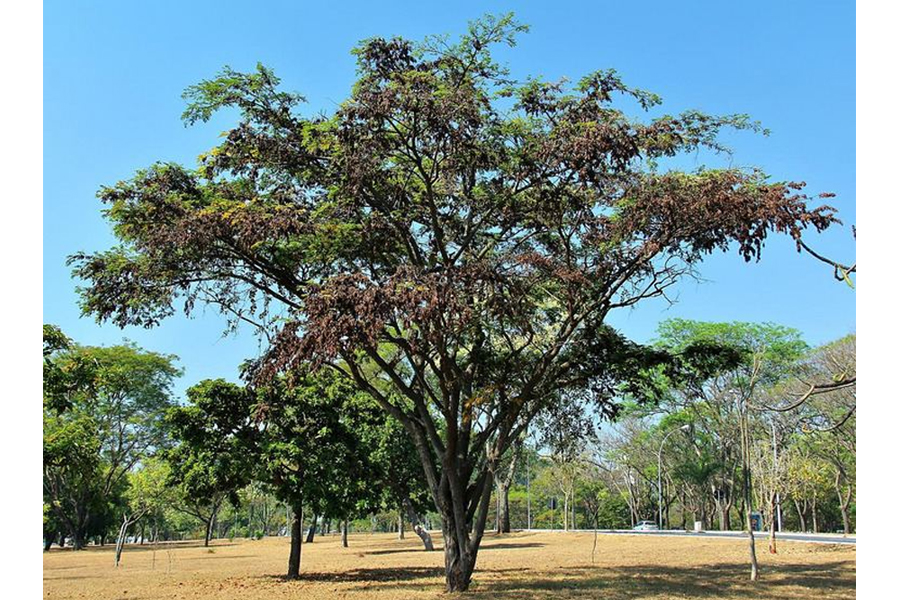 Gỗ đen Châu Phi và các đặc tính của Gỗ đen Châu Phi 25 Gỗ hồng mộc Brazil (Dalbergia Nigra) cùng chi Dalbergia với gỗ đen Châu Phi.