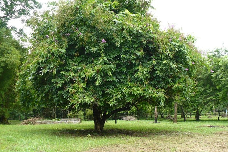 Gỗ đen Châu Phi và các đặc tính của Gỗ đen Châu Phi 27 Gỗ đen Châu Phi và các đặc tính của Gỗ đen Châu Phi 2