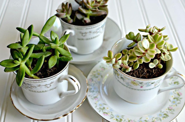 Top 10 ý tưởng tái chế đồ cũ thành đồ trang trí đẹp mắt 11 Biến những tách trà cũ thành chậu cây mini