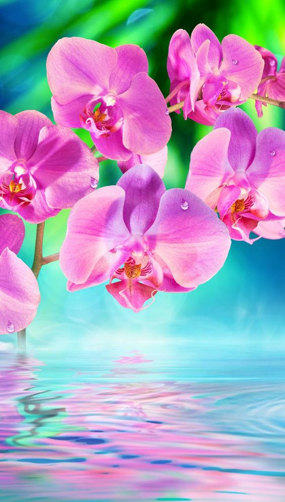 TOP 50+ Hình nền hoa Lan dành cho điện thoại đẹp nhất 62 Hình nền hoa lan màu hồng đẹp