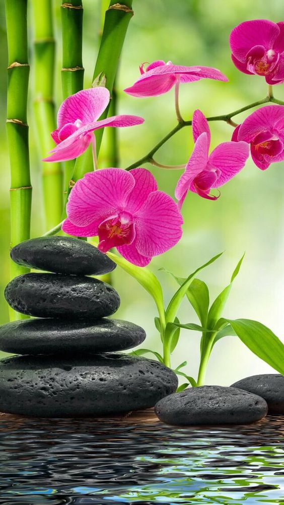 TOP 50+ Hình nền hoa Lan dành cho điện thoại đẹp nhất 64 Hình nền hoa lan dành cho điện thoại đẹp