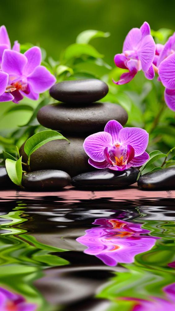 TOP 50+ Hình nền hoa Lan dành cho điện thoại đẹp nhất 66 Hình nền hoa lan dành cho điện thoại đẹp ngầu