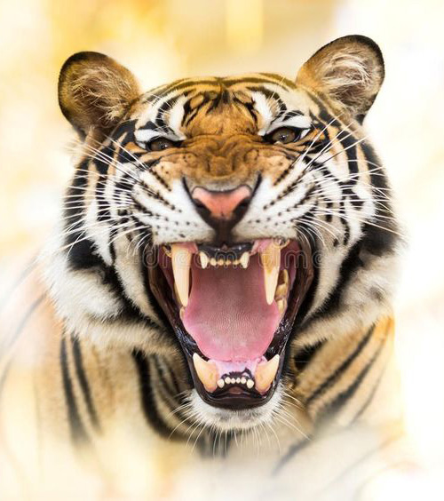TOP 60+ Hình ảnh hổ 3D đẹp, siêu chất, siêu ngầu đầy dũng mãnh, thể hiện cá tính mạnh mẽ 97 Hình avatar về hổ 3D đẹp