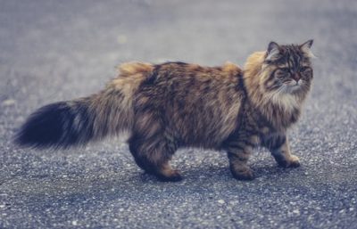 Ảnh mèo ngầu và chất
