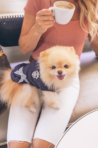 Top 50 Hình ảnh chó đẹp, Cute, dễ thương, đáng yêu 74 Hình ảnh chó cute, đáng yêu