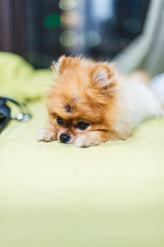 Top 50 Hình ảnh chó đẹp, Cute, dễ thương, đáng yêu 87 Hình ảnh chó con cute và đáng yêu