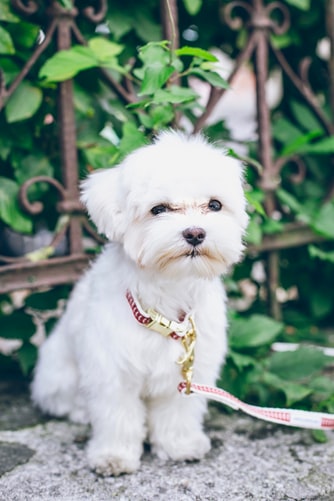 Top 50 Hình ảnh chó đẹp, Cute, dễ thương, đáng yêu 89 Hình ảnh chú chó màu trắng đáng yêu, nhìn so cute
