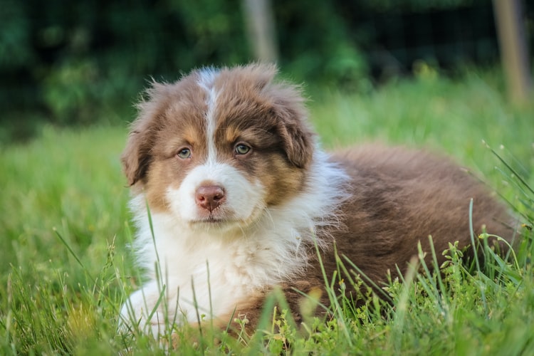 Top 50 Hình ảnh chó đẹp, Cute, dễ thương, đáng yêu 90 Hình chú cún đáng yêu