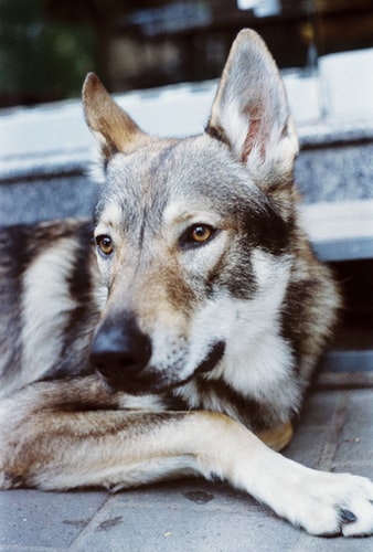 Top 50 Hình ảnh chó đẹp, Cute, dễ thương, đáng yêu 117 Hình ảnh chó Husky đẹp đang buồn