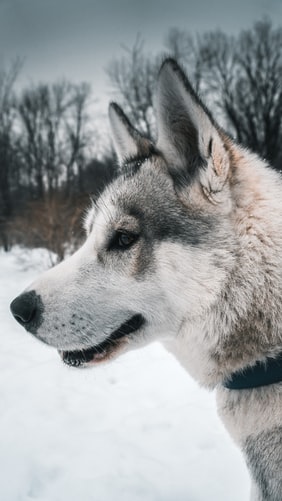 Top 50 Hình ảnh chó đẹp, Cute, dễ thương, đáng yêu 126 Hình ảnh chó Husky