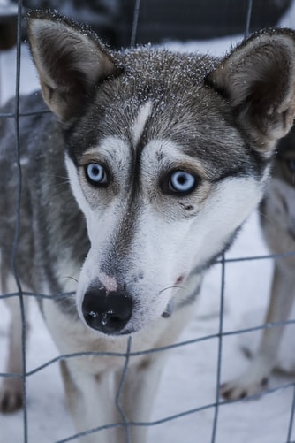 Top 50 Hình ảnh chó đẹp, Cute, dễ thương, đáng yêu 127 Hình ảnh chó Husky