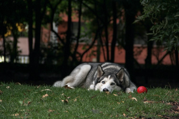 Top 50 Hình ảnh chó đẹp, Cute, dễ thương, đáng yêu 118 Hình ảnh chó Husky đẹp đang buồn, ngầu và chất