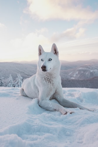Top 50 Hình ảnh chó đẹp, Cute, dễ thương, đáng yêu 119 Hình ảnh chó Husky trắng đẹp đang buồn