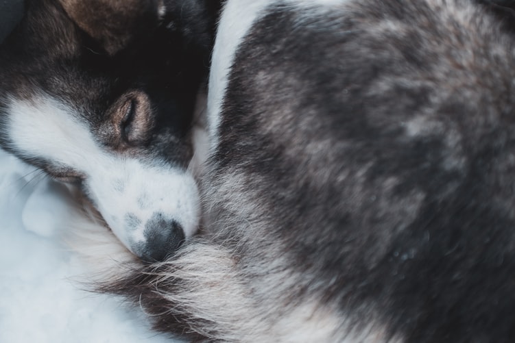 Top 50 Hình ảnh chó đẹp, Cute, dễ thương, đáng yêu 120 Hình ảnh chó Husky đang ngủ