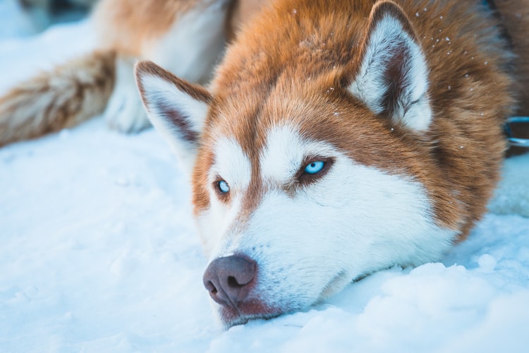 Top 50 Hình ảnh chó đẹp, Cute, dễ thương, đáng yêu 121 Hình ảnh chó Husky đang nằm buồn
