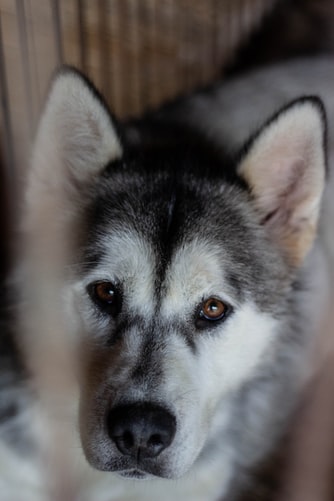 Top 50 Hình ảnh chó đẹp, Cute, dễ thương, đáng yêu 122 Hình ảnh chó Husky buồn đẹp