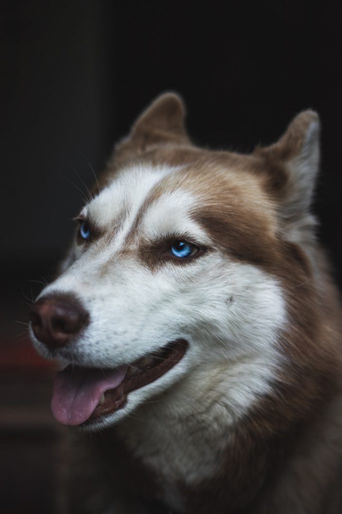 Top 50 Hình ảnh chó đẹp, Cute, dễ thương, đáng yêu 123 Hình ảnh chó Husky