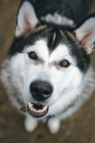 Top 50 Hình ảnh chó đẹp, Cute, dễ thương, đáng yêu 124 ảnh chó Husky