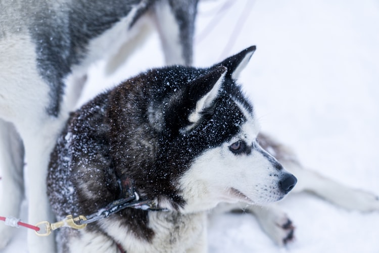 Top 50 Hình ảnh chó đẹp, Cute, dễ thương, đáng yêu 125 Hình ảnh chó Husky