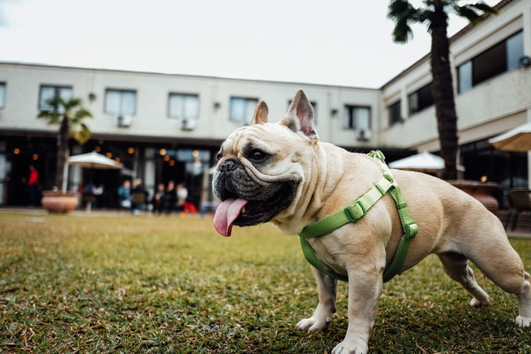 Top 50 Hình ảnh chó đẹp, Cute, dễ thương, đáng yêu 128 Hình ảnh chó Bull (Mặt xệ) ngầu