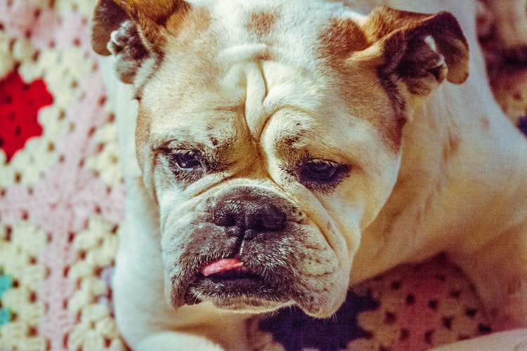 Top 50 Hình ảnh chó đẹp, Cute, dễ thương, đáng yêu 129 Hình ảnh chó Bull (Mặt xệ) đẹp