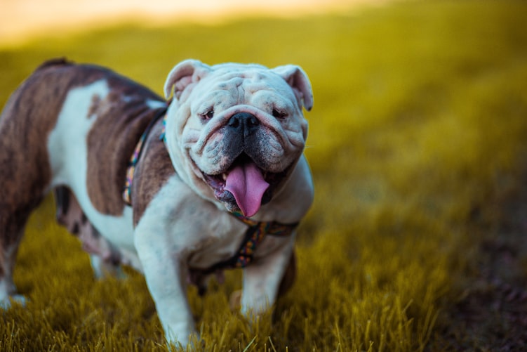 Top 50 Hình ảnh chó đẹp, Cute, dễ thương, đáng yêu 130 Hình ảnh chó Bull (Mặt xệ) đẹp đáng yêu