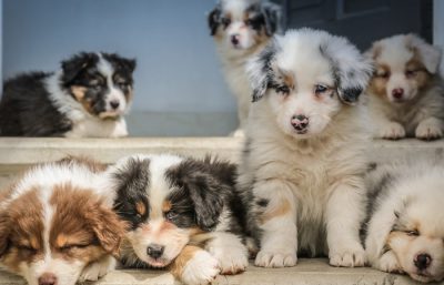Hình ảnh chó đẹp cute
