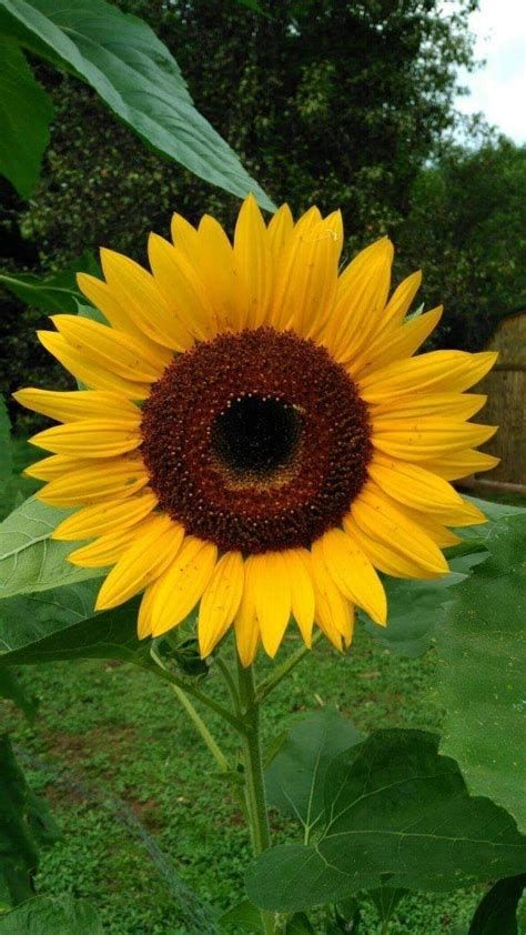 Top 100+ Hình ảnh hoa hướng dương đẹp nhất thế giới 97 Hình ảnh hoa hướng dương đẹp