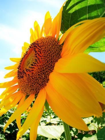 Top 100+ Hình ảnh hoa hướng dương đẹp nhất thế giới 113 Top 100+ Hình ảnh hoa hướng dương đẹp nhất thế giới 6