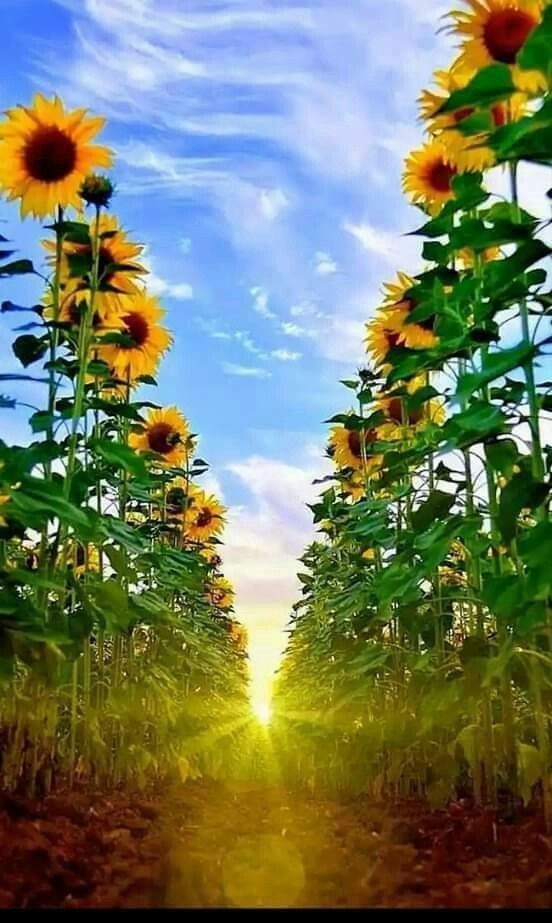 Top 100+ Hình ảnh hoa hướng dương đẹp nhất thế giới 117 Top 100+ Hình ảnh hoa hướng dương đẹp nhất thế giới 10