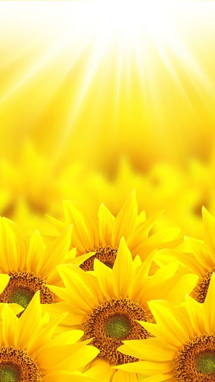 Top 100+ Hình ảnh hoa hướng dương đẹp nhất thế giới 122 Hình nền hình ảnh hoa hướng dương