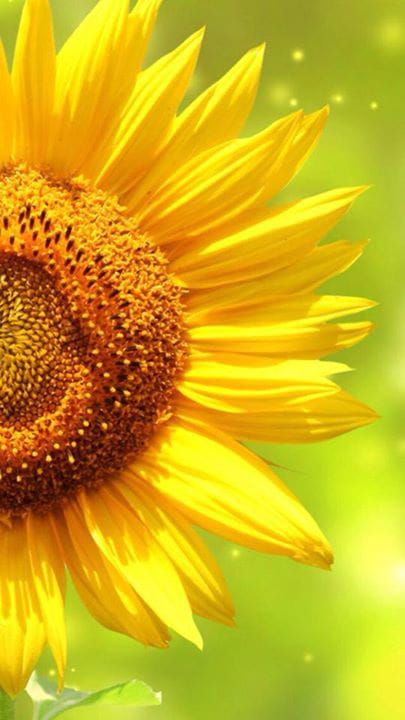 Top 100+ Hình ảnh hoa hướng dương đẹp nhất thế giới 71 Hình nền hoa hướng dương đẹp dành cho điện thoại