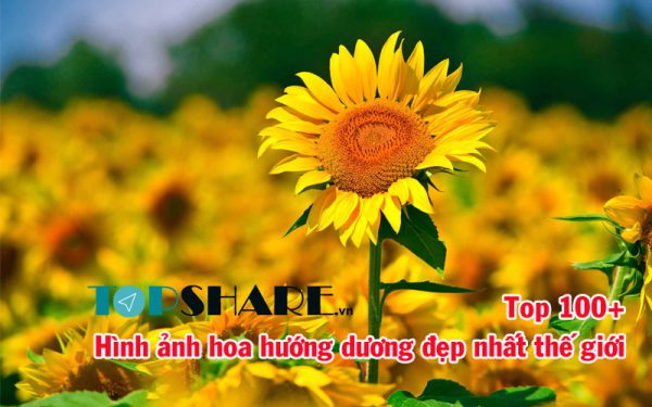 Hình ảnh hoa hướng dương đẹp nhất thế giới
