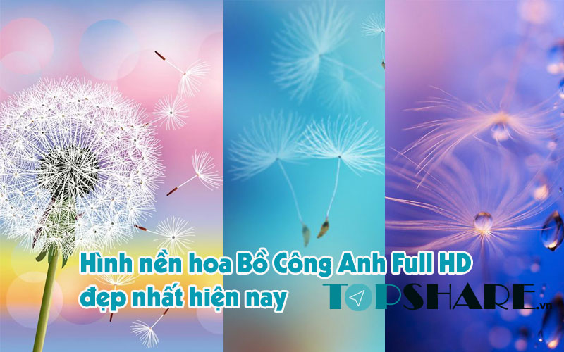 Top 90+ Hình nền hoa Bồ Công Anh Full HD đẹp nhất hiện nay 50 Hình nền hoa Bồ Công Anh đẹp