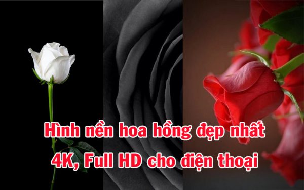 Hình nền hoa hồng