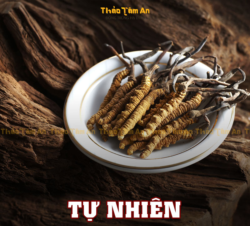 Tổng hợp Hình Ảnh Đông Trùng Hạ Thảo Tươi, Khô, Rượu, Con 22 Hình ảnh Đông trùng hạ thảo tự nhiên thu hoạch ở Tây Tạng