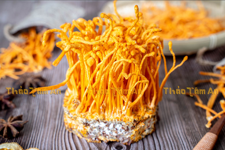 Tổng hợp Hình Ảnh Đông Trùng Hạ Thảo Tươi, Khô, Rượu, Con 15 Hình ảnh Đông trùng hạ thảo tươi gồm phần cây nấm và phần đế